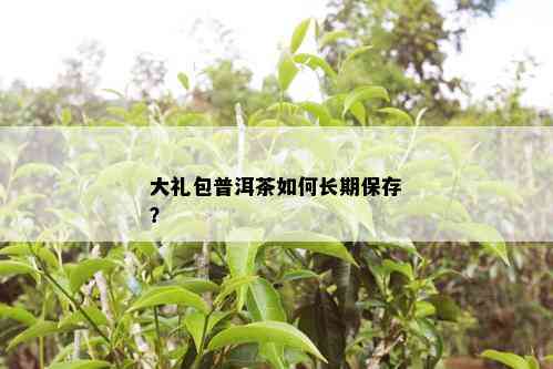 大礼包普洱茶如何长期保存？