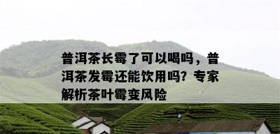 普洱茶长霉了可以喝吗，普洱茶发霉还能饮用吗？专家解析茶叶霉变风险