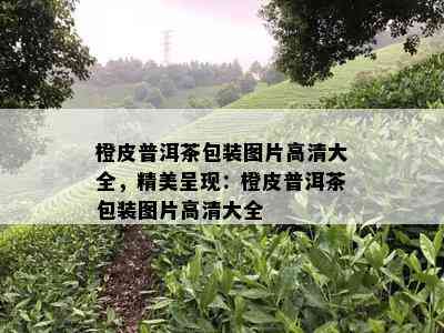 橙皮普洱茶包装图片高清大全，精美呈现：橙皮普洱茶包装图片高清大全