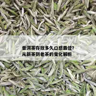 普洱茶存放多久口感更佳？从新茶到老茶的变化解析