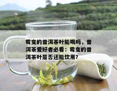 霉变的普洱茶叶能喝吗，普洱茶爱好者必看：霉变的普洱茶叶是否还能饮用？