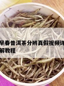 早春普洱茶分辨真假视频详解教程