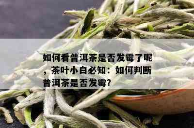 如何看普洱茶是否发霉了呢，茶叶小白必知：如何判断普洱茶是否发霉？