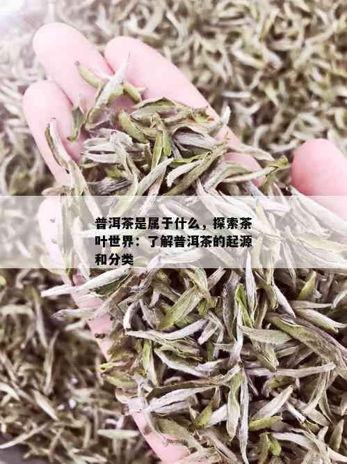 普洱茶是属于什么，探索茶叶世界：了解普洱茶的起源和分类