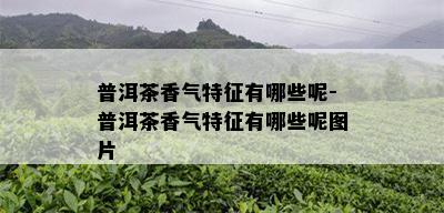 普洱茶香气特征有哪些呢-普洱茶香气特征有哪些呢图片