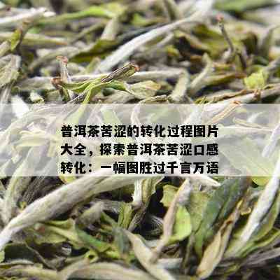 普洱茶苦涩的转化过程图片大全，探索普洱茶苦涩口感转化：一幅图胜过千言万语