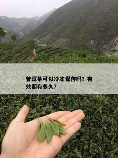 普洱茶可以冷冻保存吗？有效期有多久？