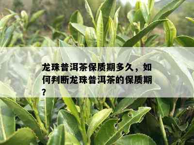 龙珠普洱茶保质期多久，如何判断龙珠普洱茶的保质期？