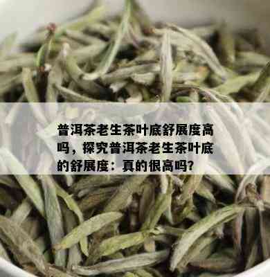 普洱茶老生茶叶底舒展度高吗，探究普洱茶老生茶叶底的舒展度：真的很高吗？