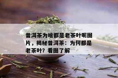 普洱茶为啥都是老茶叶呢图片，揭秘普洱茶：为何都是老茶叶？看图了解