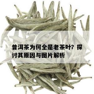 普洱茶为何全是老茶叶？探讨其原因与图片解析