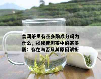 普洱茶里有茶多酚成分吗为什么，揭秘普洱茶中的茶多酚：存在与否及其原因解析