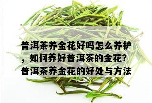 普洱茶养金花好吗怎么养护，如何养好普洱茶的金花？普洱茶养金花的好处与方法