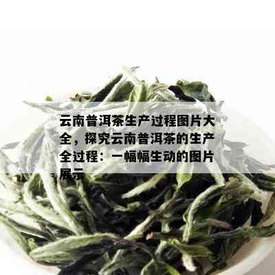 云南普洱茶生产过程图片大全，探究云南普洱茶的生产全过程：一幅幅生动的图片展示