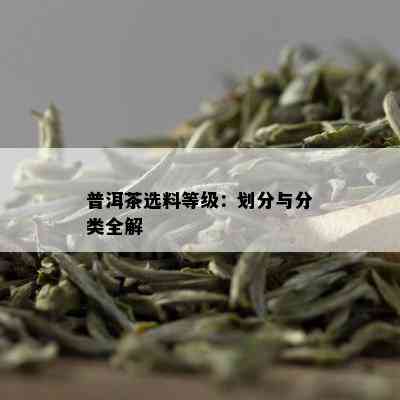 普洱茶选料等级：划分与分类全解