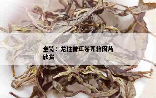 全览：龙柱普洱茶开箱图片欣赏