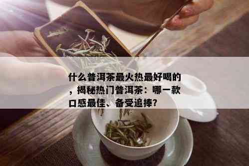 什么普洱茶最火热更好喝的，揭秘热门普洱茶：哪一款口感更佳、备受追捧？