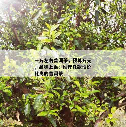 一万左右普洱茶，预算万元，品味上乘：推荐几款性价比高的普洱茶