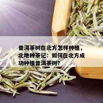 普洱茶树在北方怎样种植，北地种茶记：如何在北方成功种植普洱茶树？