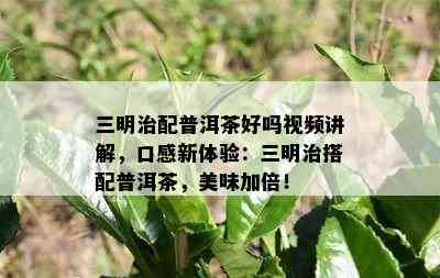 三明治配普洱茶好吗视频讲解，口感新体验：三明治搭配普洱茶，美味加倍！