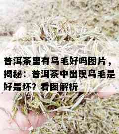 普洱茶里有鸟毛好吗图片，揭秘：普洱茶中出现鸟毛是好是坏？看图解析