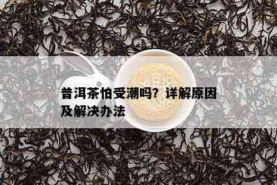 普洱茶怕受潮吗？详解原因及解决办法