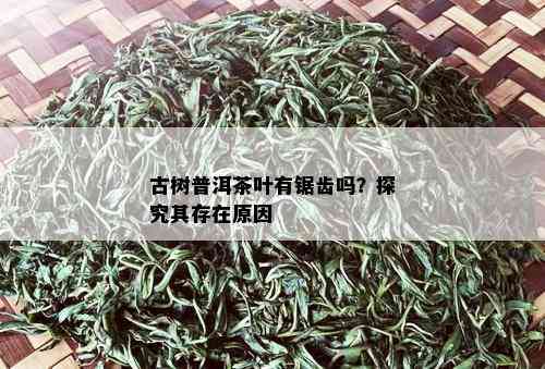 古树普洱茶叶有锯齿吗？探究其存在原因