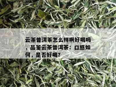 云茶普洱茶怎么样啊好喝吗，品鉴云茶普洱茶：口感如何，是否好喝？