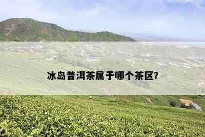 冰岛普洱茶属于哪个茶区？