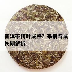 普洱茶何时成熟？采摘与成长期解析