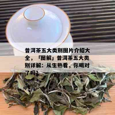 普洱茶五大类别图片介绍大全，「图解」普洱茶五大类别详解：从生熟看，你喝对了吗？