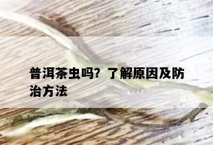 普洱茶虫吗？了解原因及防治方法