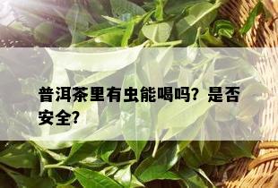 普洱茶里有虫能喝吗？是否安全？