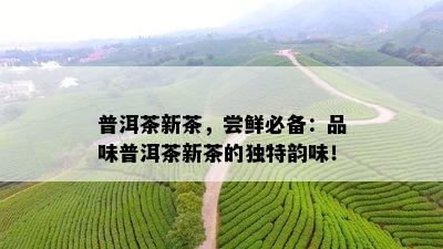 普洱茶新茶，尝鲜必备：品味普洱茶新茶的独特韵味！