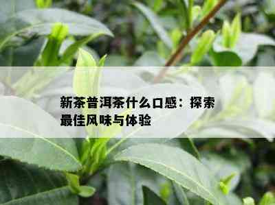 新茶普洱茶什么口感：探索更佳风味与体验