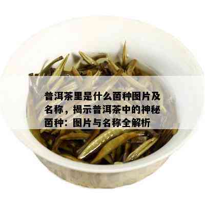 普洱茶里是什么菌种图片及名称，揭示普洱茶中的神秘菌种：图片与名称全解析