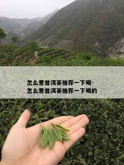 怎么煮普洱茶推荐一下喝-怎么煮普洱茶推荐一下喝的