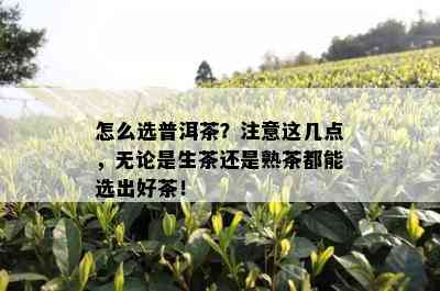 怎么选普洱茶？注意这几点，无论是生茶还是熟茶都能选出好茶！