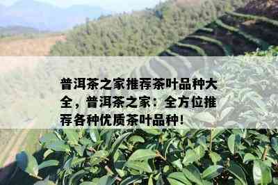 普洱茶之家推荐茶叶品种大全，普洱茶之家：全方位推荐各种优质茶叶品种！