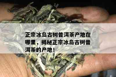 正宗冰岛古树普洱茶产地在哪里，揭秘正宗冰岛古树普洱茶的产地！