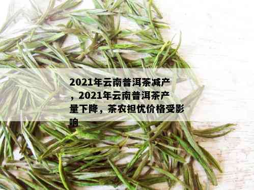 2021年云南普洱茶减产，2021年云南普洱茶产量下降，茶农担忧价格受影响