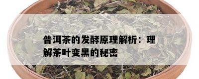 普洱茶的发酵原理解析：理解茶叶变黑的秘密