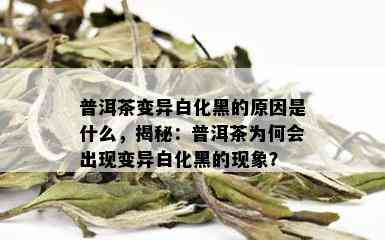 普洱茶变异白化黑的原因是什么，揭秘：普洱茶为何会出现变异白化黑的现象？