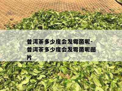 普洱茶多少度会发霉菌呢-普洱茶多少度会发霉菌呢图片