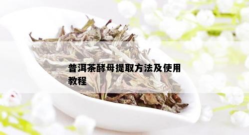 普洱茶酵母提取方法及使用教程