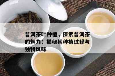 普洱茶叶种植，探索普洱茶的魅力：揭秘其种植过程与独特风味