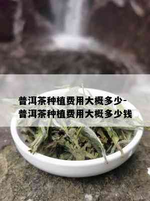 普洱茶种植费用大概多少-普洱茶种植费用大概多少钱