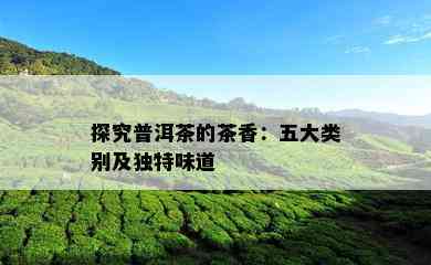 探究普洱茶的茶香：五大类别及独特味道