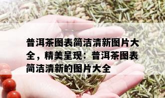 普洱茶图表简洁清新图片大全，精美呈现：普洱茶图表简洁清新的图片大全