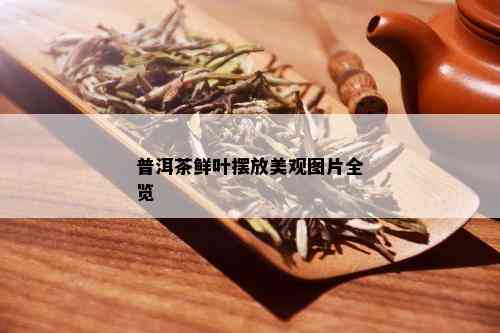 普洱茶鲜叶摆放美观图片全览